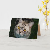 McGonagall Katzen-Grußkarte Karte (Gelbe Blume)