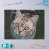 McGonagall-Katzengewebpapier Seidenpapier (Basteln)