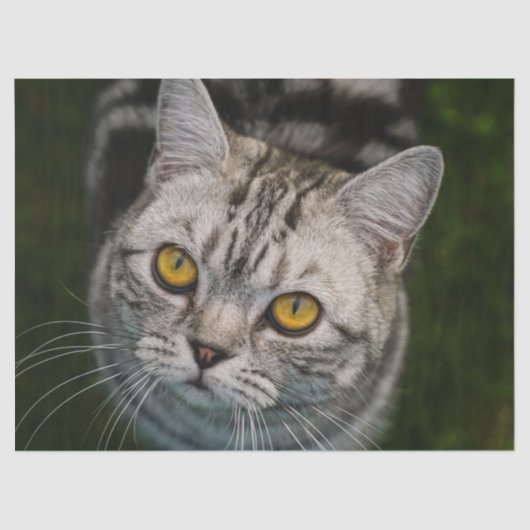 McGonagall-Katzengewebpapier Seidenpapier (Vorderseite)