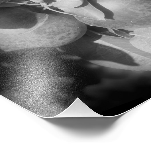 McIntosh Äpfel auf Bäumen in Schwarz und Weiß 8x8 Fotodruck (Ecke)