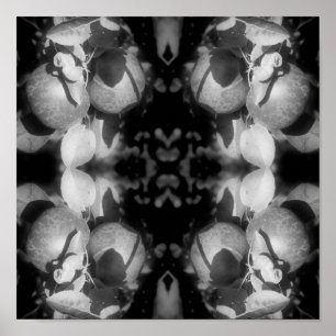 McIntosh Äpfel auf Baumschwarz und Weiß Abstrakt Poster