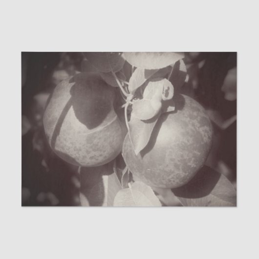 McIntosh Äpfel Schwarz-weiß Vintage Decoupage Seidenpapier (Vorderseite)