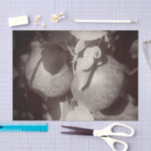 McIntosh Äpfel Schwarz-weiß Vintage Decoupage Seidenpapier (Handwerk)