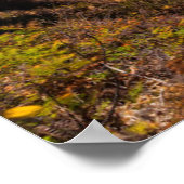 Mcway Falls in Julia Pfeiffer Burns Staat Park Poster (Ecke)