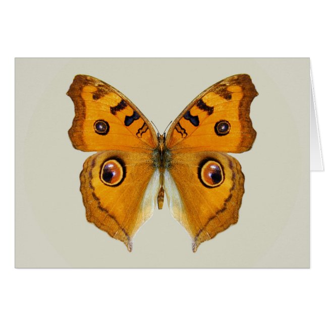 Meadow Argus Butterfly (Vorderseite (Horizontal))
