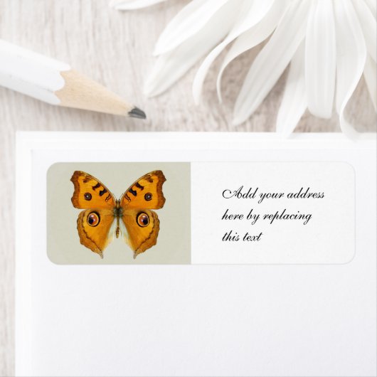 Meadow Argus Butterfly (Insitu)