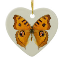 Meadow Argus Butterfly