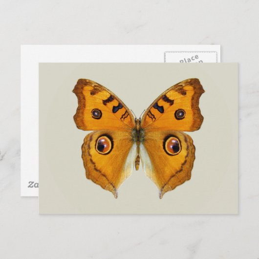 Meadow Argus Butterfly Postkarte (Vorne/Hinten)