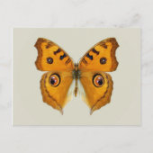 Meadow Argus Butterfly Postkarte (Vorderseite)