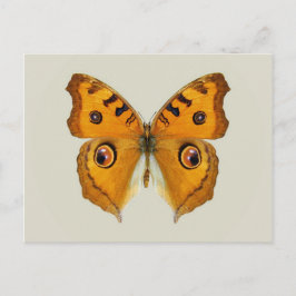 Meadow Argus Butterfly Postkarte