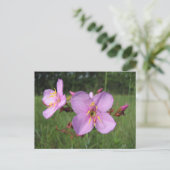 Meadow Beauty Postcard Postkarte (Stehend Vorderseite)