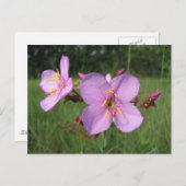 Meadow Beauty Postcard Postkarte (Vorne/Hinten)
