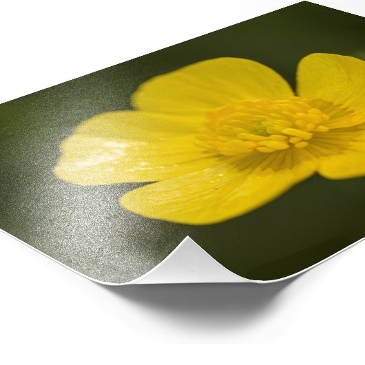 Meadow Buttercup Fotodruck (Ecke)
