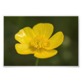 Meadow Buttercup Fotodruck (Vorne)