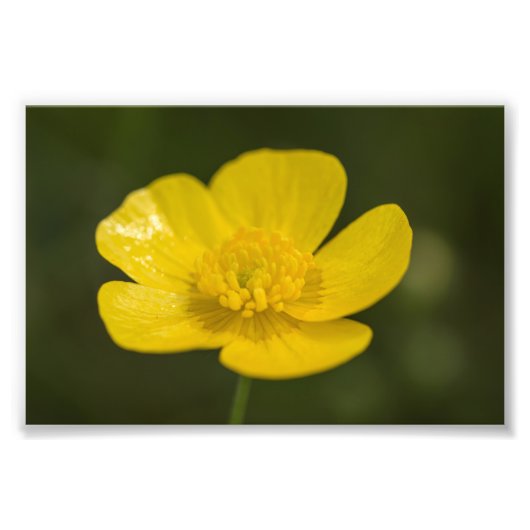 Meadow Buttercup Fotodruck (Vorne)
