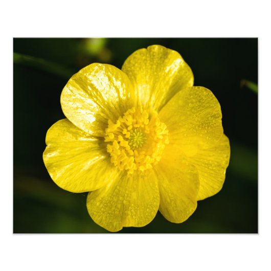 Meadow Buttercup Fotodruck (Vorne)