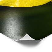 Meadow Buttercup Fotodruck (Ecke)