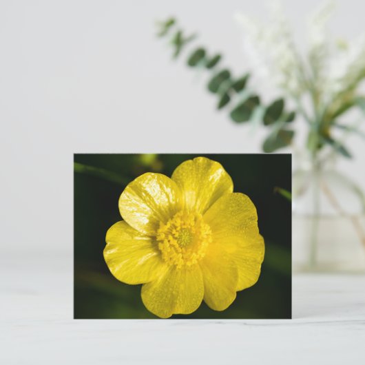 Meadow Buttercup Postkarte (Stehend Vorderseite)