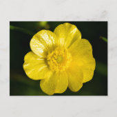 Meadow Buttercup Postkarte (Vorderseite)