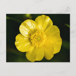 Meadow Buttercup Postkarte