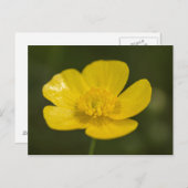 Meadow Buttercup Postkarte (Vorne/Hinten)