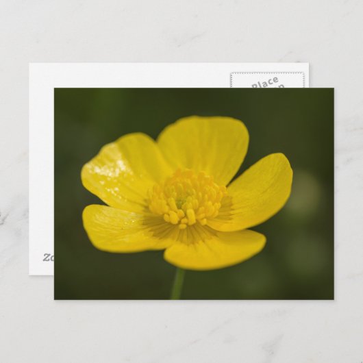 Meadow Buttercup Postkarte (Vorne/Hinten)