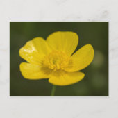 Meadow Buttercup Postkarte (Vorderseite)