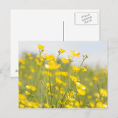 Meadow Buttercups Postkarte (Vorne/Hinten)