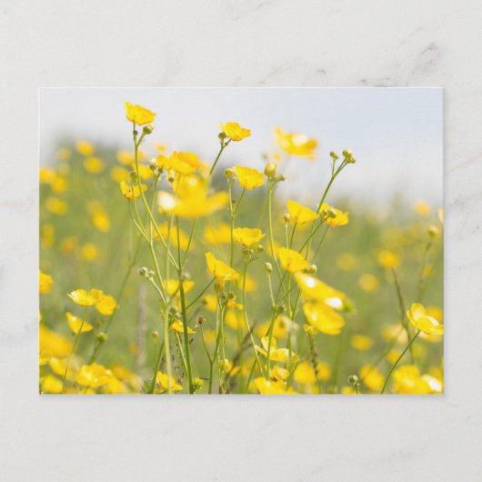 Meadow Buttercups Postkarte (Vorderseite)