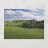 Meadow in Custer Staat Park Postkarte (Vorderseite)