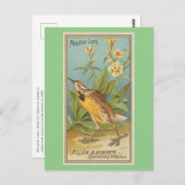 Meadow Lark Postkarte (Vorne/Hinten)