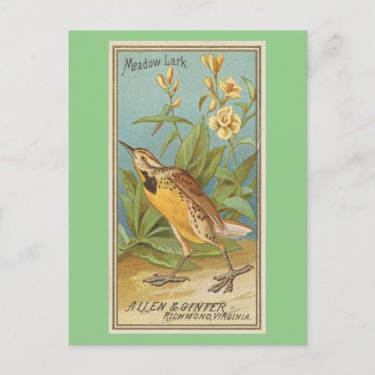 Meadow Lark Postkarte (Vorderseite)