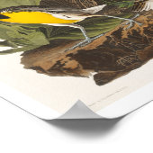 Meadow Lark von Audubon Poster (Ecke)
