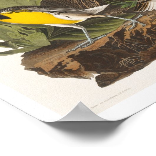 Meadow Lark von Audubon Poster (Ecke)