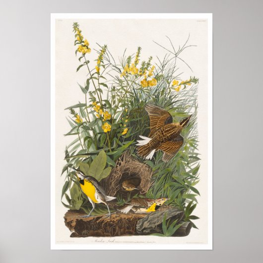 Meadow Lark von Audubon Poster (Vorne)