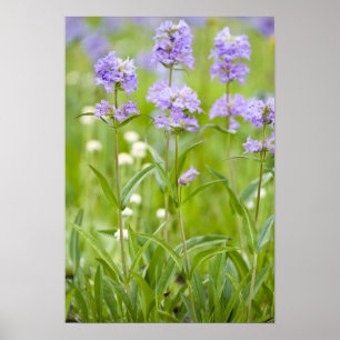 Meadow of penstemon wildflowers in the poster