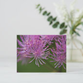Meadow Rue Postcard Postkarte (Stehend Vorderseite)