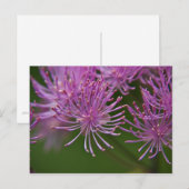 Meadow Rue Postcard Postkarte (Vorne/Hinten)