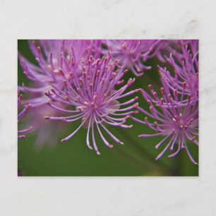 Meadow Rue Postcard Postkarte