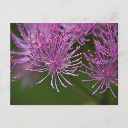 Meadow Rue Postcard Postkarte (Vorderseite)