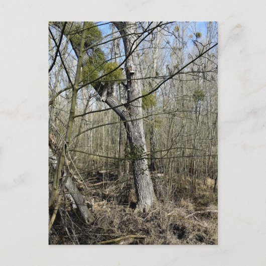 Meadowiner Postkarte (Vorderseite)