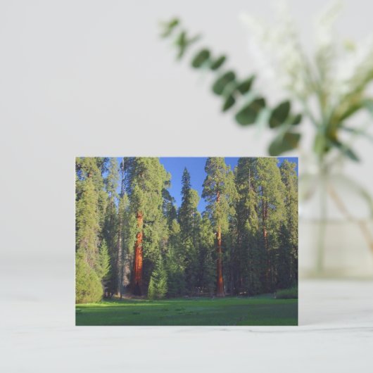 Meadows Sequoia Postkarte (Stehend Vorderseite)
