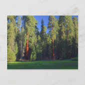 Meadows Sequoia Postkarte (Vorderseite)