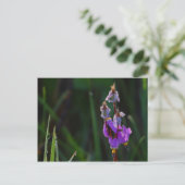 Meadows Wildblumen Dew Postkarte (Stehend Vorderseite)