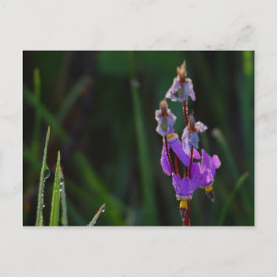 Meadows Wildblumen Dew Postkarte
