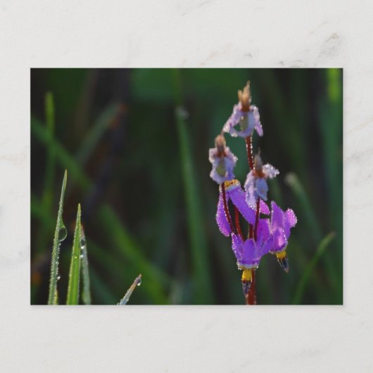 Meadows Wildblumen Dew Postkarte (Vorderseite)