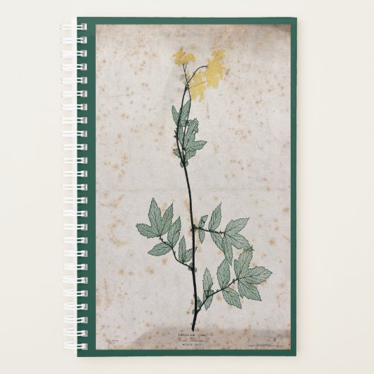 Meadowsweet-Planer Planer (Vorderseite)