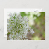 Meadowsweet Postkarte (Vorne/Hinten)
