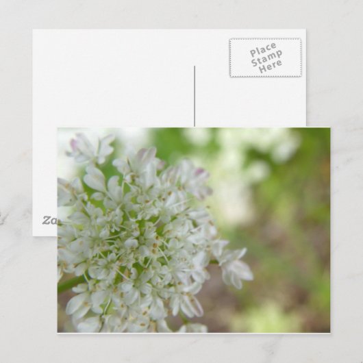 Meadowsweet Postkarte (Vorne/Hinten)