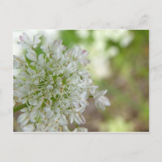 Meadowsweet Postkarte (Vorderseite)